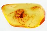 Detailed Fossil Spider (Araneae) In Baltic Amber #381214-1